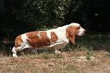 BASSET HOUND 152